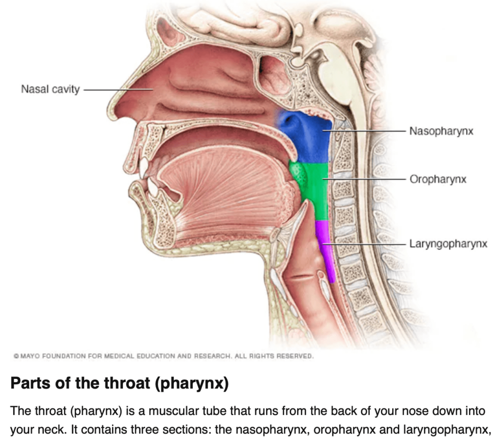 anatomical drawing of the mouth, nose, throat, and vocal chords